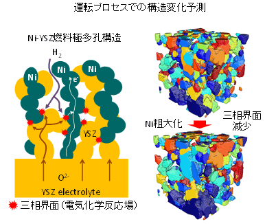 図1: （左）燃料極微細構造の模式図，（右）燃料極の運転中の構造時間発展解析